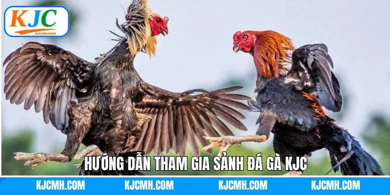 Chi tiết về cách tham gia đặt cược tại đá gà KJC